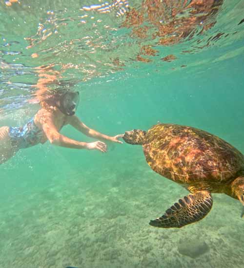 A beautiful turtle swimming in the clear waters of Mirissa