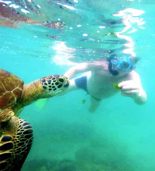 Feeding Turtle in the clear waters of Mirissa