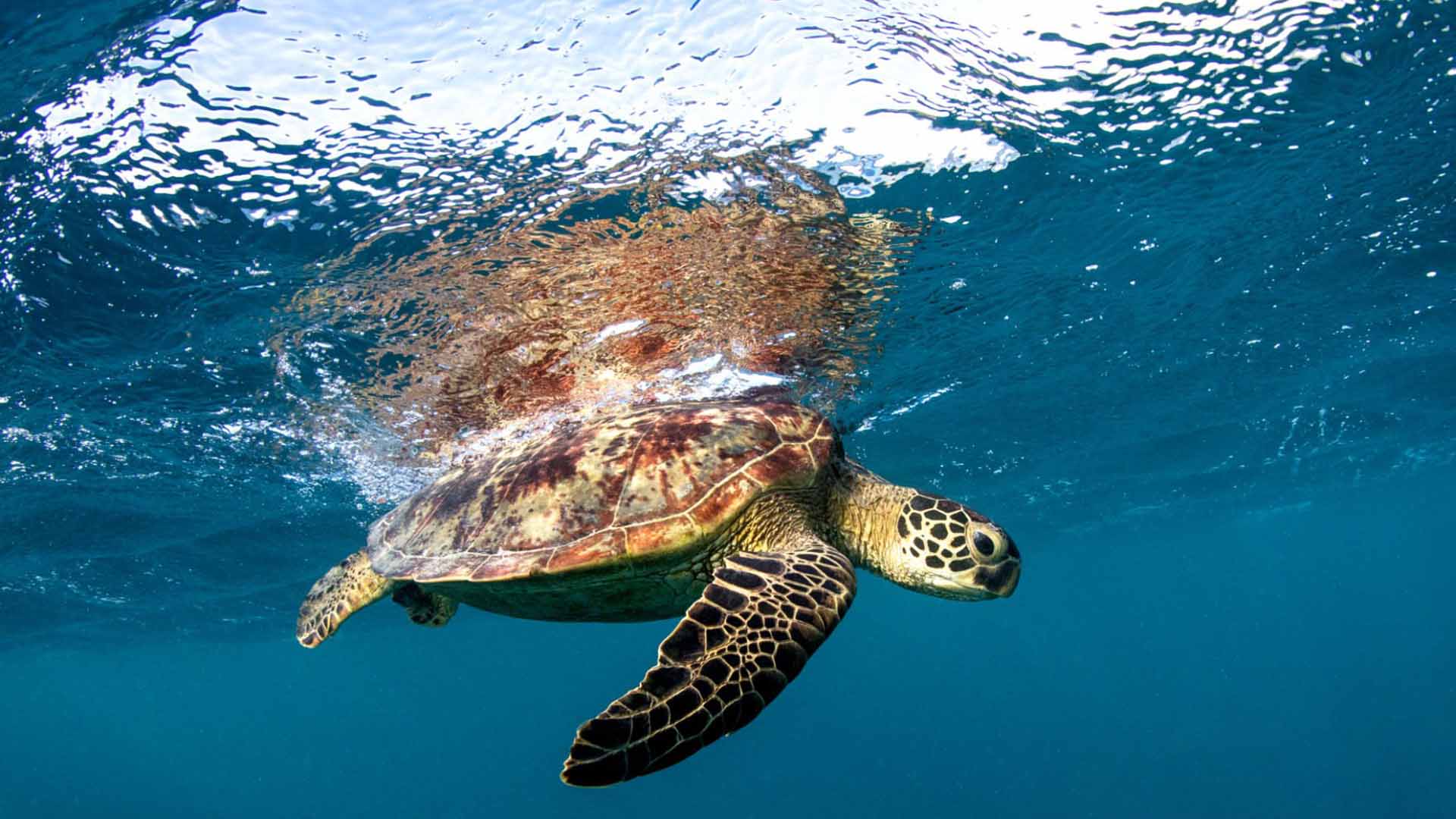 A beautiful turtle swimming in the clear waters of Mirissa