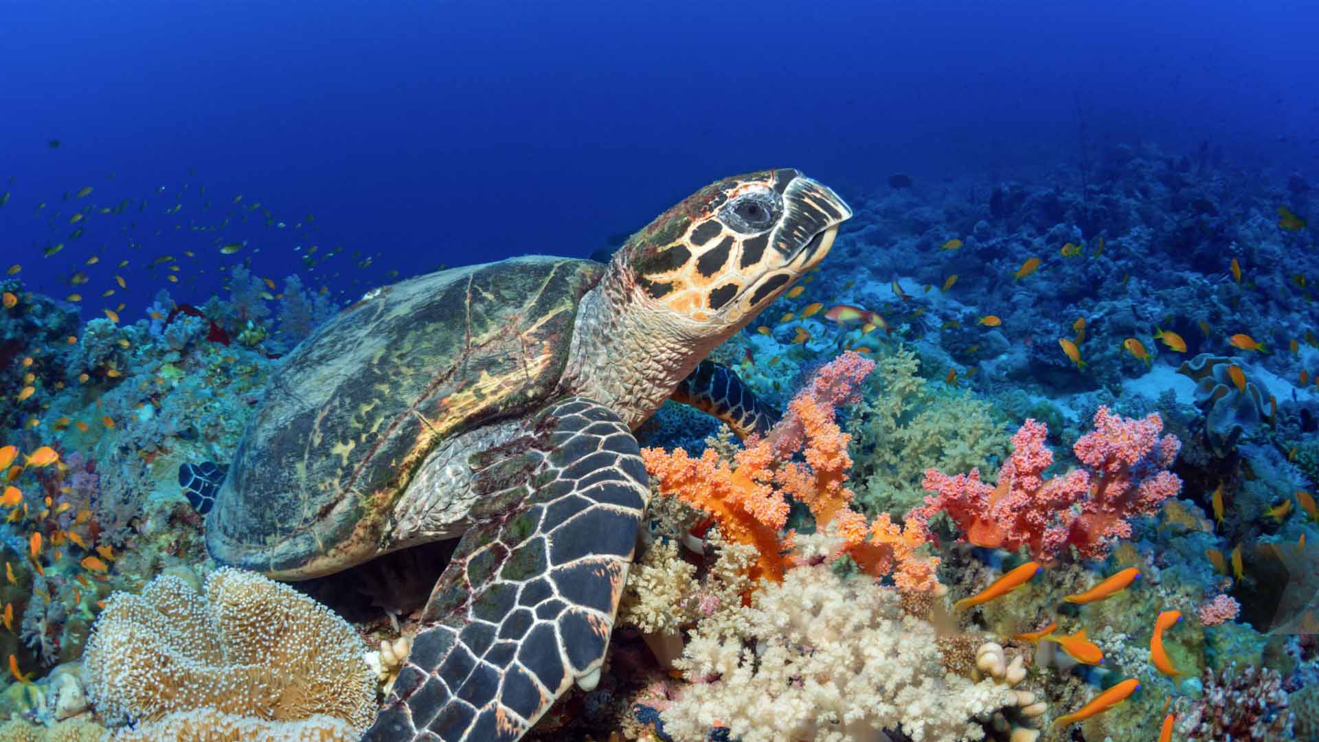 A beautiful turtle swimming in the clear waters of Mirissa